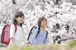 桜の下で手を繋いで歩く小学生男女