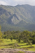Landscape In Mudumalai Nationa...