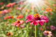 colorful zinnia flower field under the morning sunlight