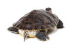 Turtle on a white background