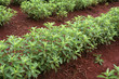 stevia