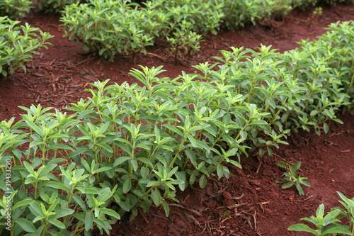 Photo: stevia stevia