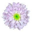 Pink and White Dahlia Flower Isolated on White