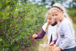 gather blueberries