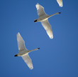 A flock of migrating geese
