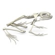 3d render of frog skeleton