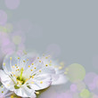 Fleur de cerisier, fond bokeh gris