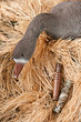 goose decoy with stuffed and calls