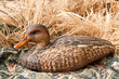 duck decoy with stuffed and calls
