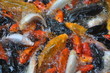 Poissons asiatiques