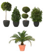 Topfplanzen Set