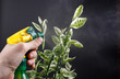 spray bottle - lighted while spraying on dark background