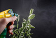 spray bottle - lighted while spraying on dark background