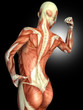 Illustration: Anatomie eines weiblichen Rückens Anatomie eines weiblichen Rückens