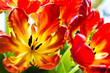 Parrot tulips with backlight