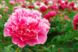 peonies