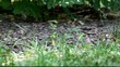 NY Central park birds