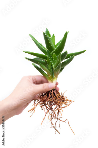 Photo: Whole aloe vera in a girl's hand Whole aloe vera in a girl's hand