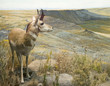 Pronghorn Buck
