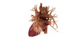Human heart