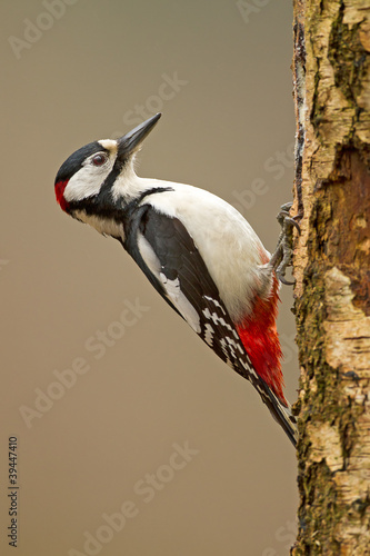 Photo: Great Spotted Woodpecker on a tree. (Dendrocopos major) Great Spotted Woodpecker on a tree. (Dendrocopos major)