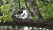 Brid on tree singing