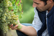 man working in a vineyard