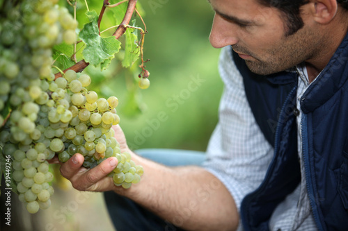 Photo: man working in a vineyard man working in a vineyard