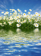 white daisies