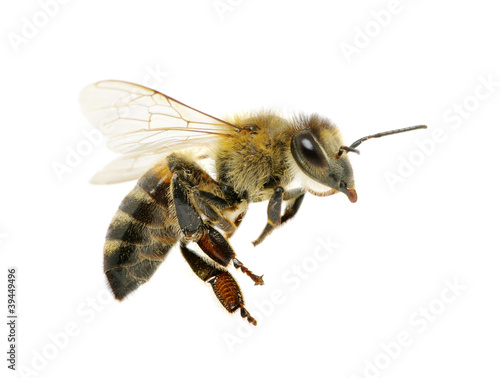 Foto: bee bee
