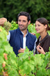 Grape growers picking grapes in their vineyard