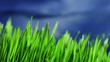 Grass