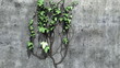 Ivy Growth Footage With Alpha Channel