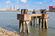 Piles of an old jetty in the harbor of Rotterdam, The Netherland