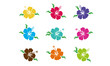 Hibiskus - Blüten