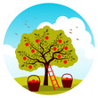 apple harvest