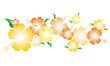 Hibiskus - Blüten