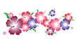 Hibiskus - Blüten