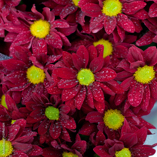 Photo: red chrysanthemum red chrysanthemum