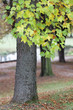 Baum