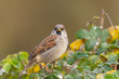 sparrow on a bush
