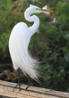 Great, White, Egret, Great white egret, White Egret, Egret, Flor