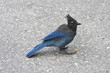 Foto: Stellars Jay Stellars Jay