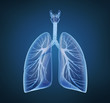 Foto: Human lungs and bronchi in x-ray view Human lungs and bronchi in x-ray view