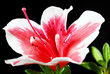 Pink Azalea flower