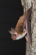 Großes Mausohr (Myotis myotis)