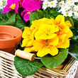 Frühling