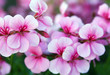 Pelargonium