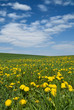 Löwenzahnwiese im Frühling