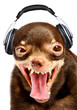 Ridiculous dog DJ.